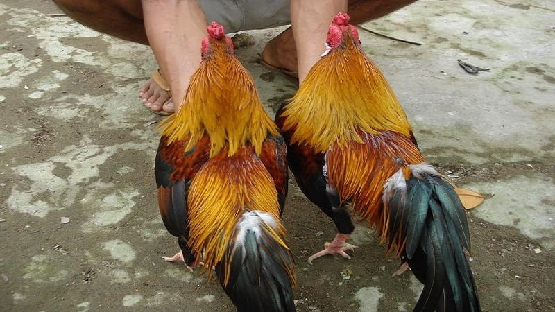Đặc điểm ngoại hình gà hai bình dầu độc đáo
