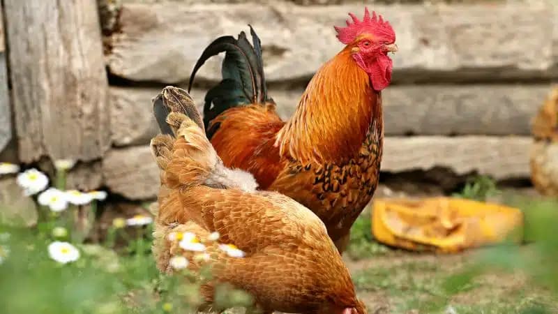 Khám phá cách chăm sóc Gà Song Nhãn Thần Kê